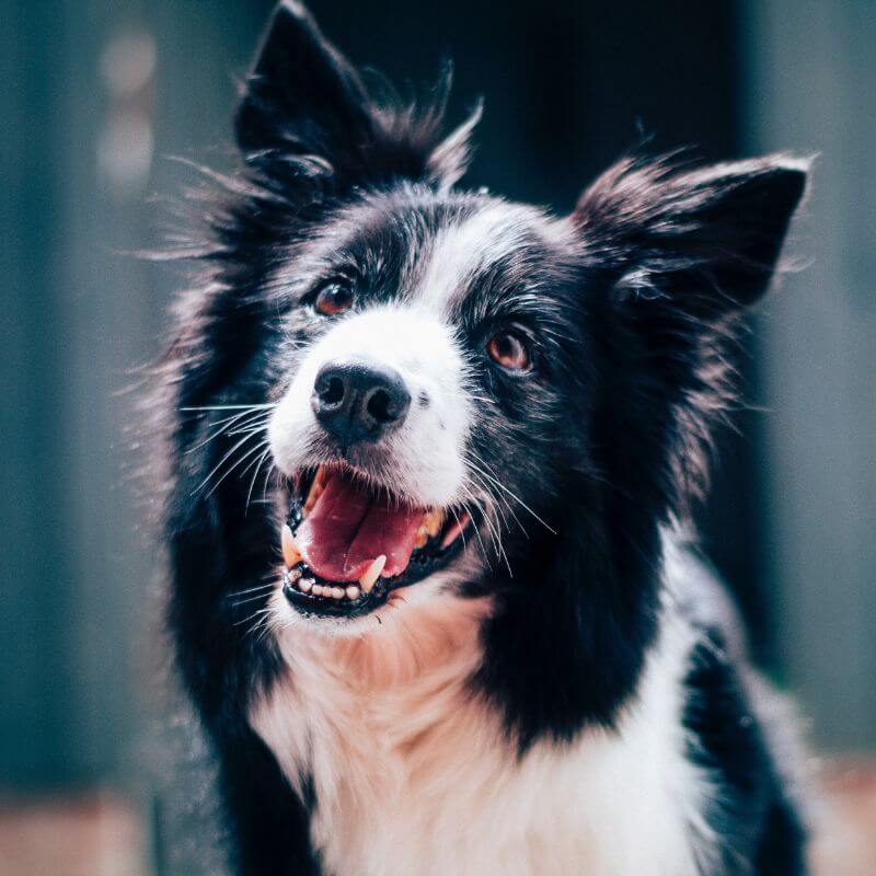 black and white dog smiling