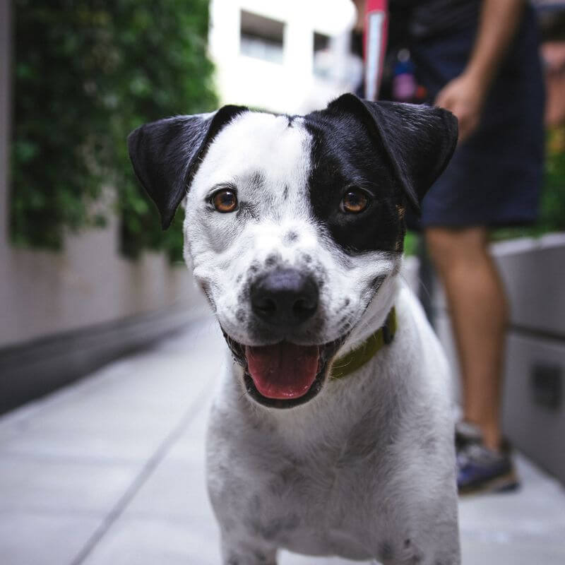 white and black dog smiling